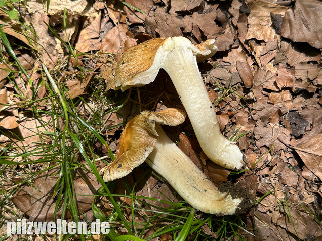 Graubeigeblättriger Risspilz, Sternsporiger Risspilz, Inocybe margaritispora