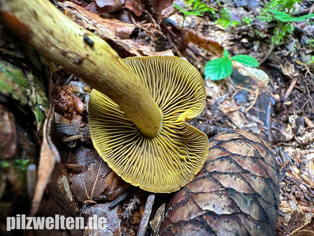 Grünblättriger Hautkopf, Hainbuchenhautkopf, Cortinarius olivaceofuscus