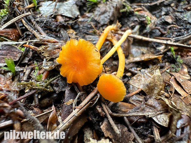 Orangeroter Heftelnabeling, Gelber Moosnabeling, Rickenella fibula