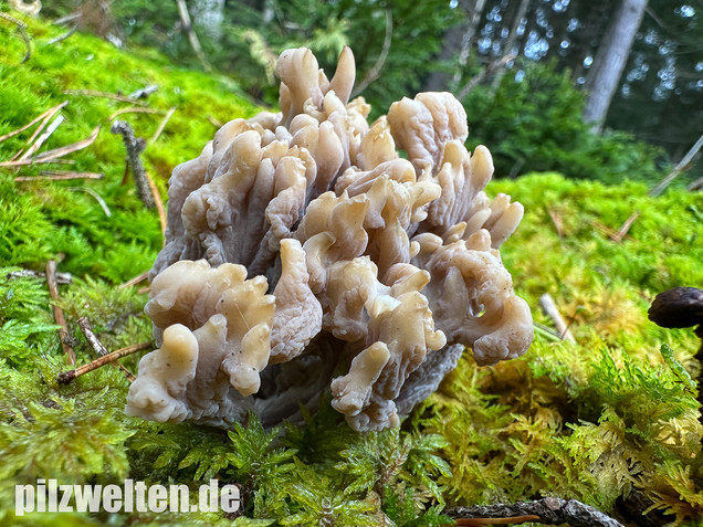 Graue Koralle, Grauer Keulenpilz, Clavulina cinerea