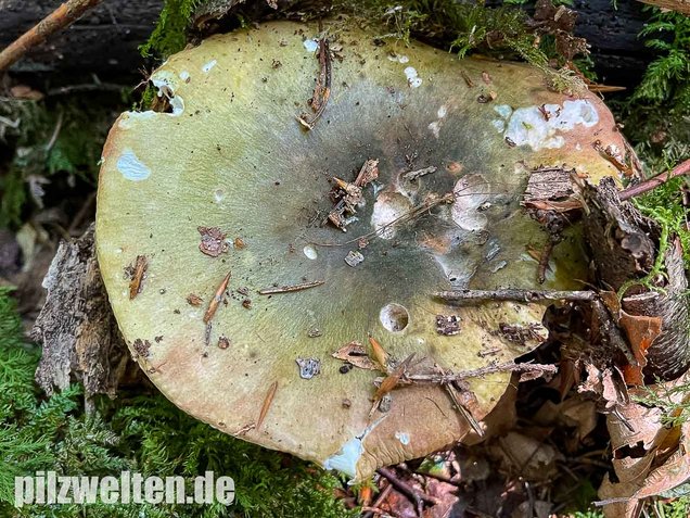 Grüner Frauentäubling, Russula peltereaui