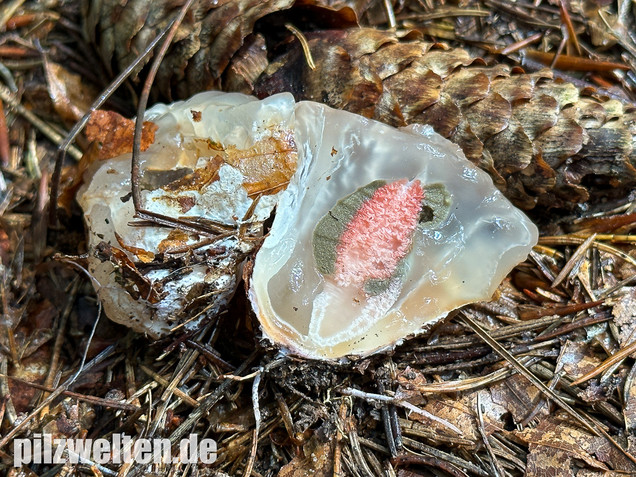 Tintenfischpilz, Clathrus archeri