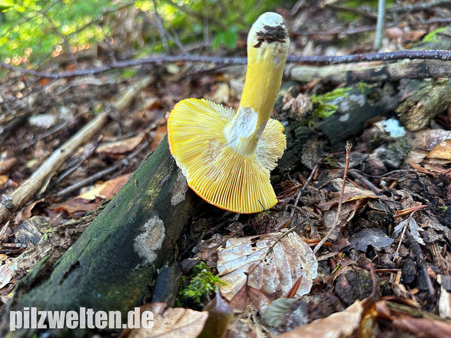 Goldtäubling, Russula aurea