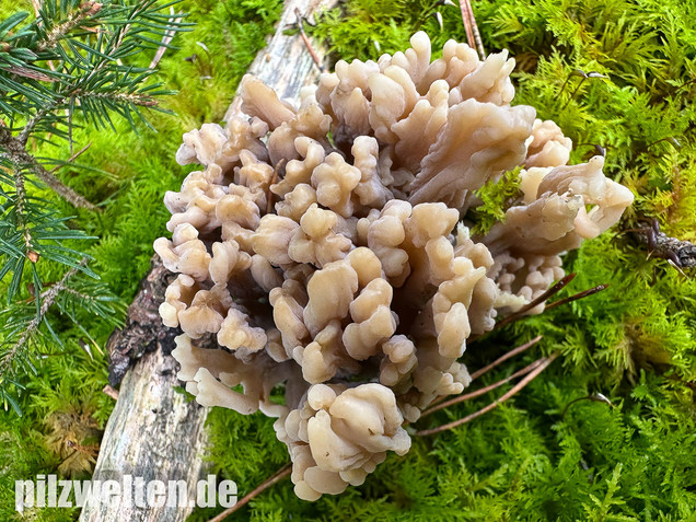 Graue Koralle, Grauer Keulenpilz, Clavulina cinerea