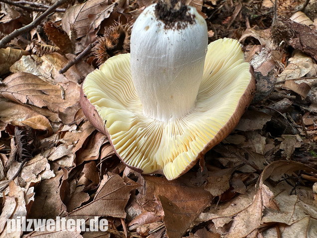 Weißstieliger Ledertäubling, Russula romellii