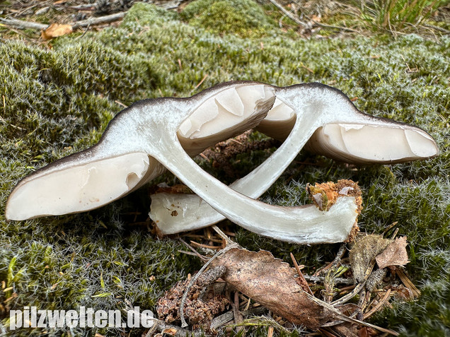 Schwarzschneidiger Dachpilz, Pluteus atromarginatus