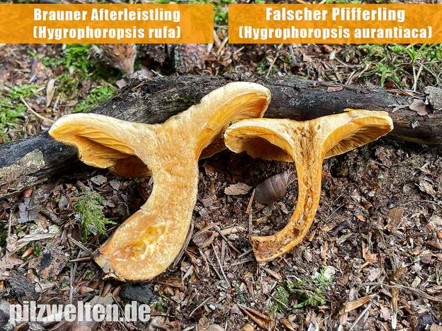 Falscher Pfifferling, Hygrophoropsis aurantiaca