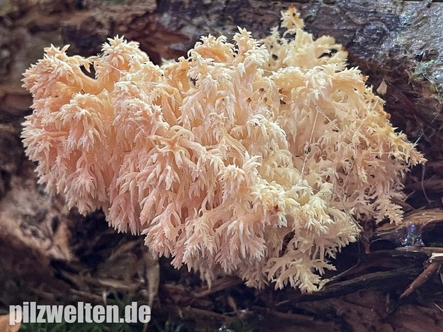 Ästiger Stachelbart, Hericium coralloides