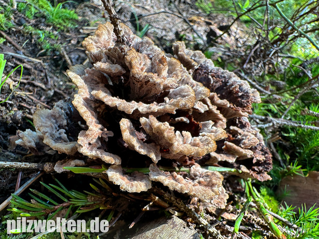 Gemeiner Erdwarzenpilz, Thelephora terrestris