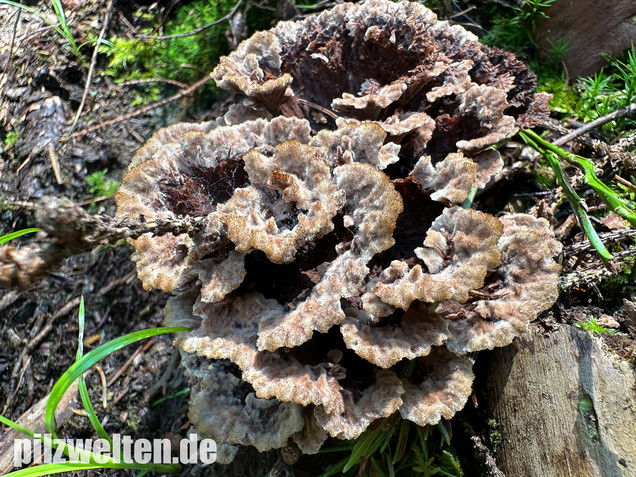 Gemeiner Erdwarzenpilz, Thelephora terrestris