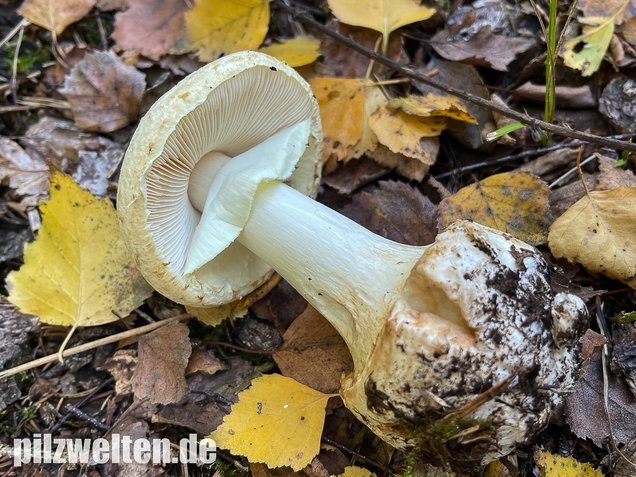 Gelber Knollenblätterpilz, Amanita citrina