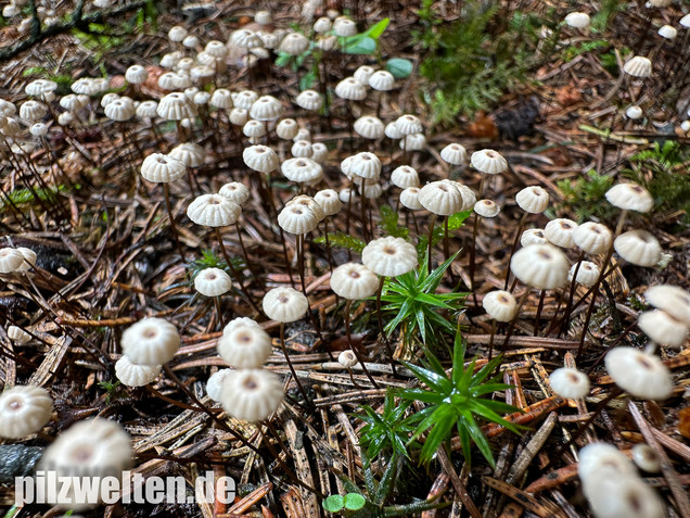 Nadelstreu-Käsepilzchen, Käsepilzchen, Marasmius wettsteinii