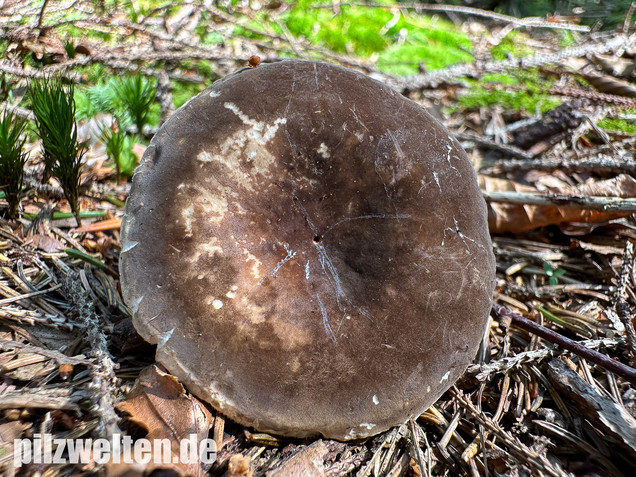 Pechschwarzer Milchling, Lactarius picinus