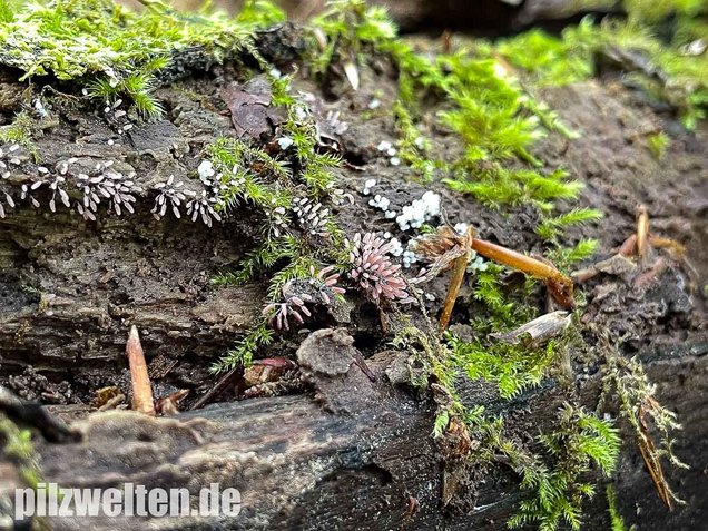 Glänzendes Fadenkeulchen, Stemonitopsis typhina
