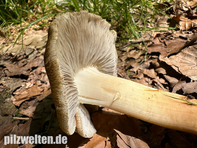 Graubeigeblättriger Risspilz, Sternsporiger Risspilz, Inocybe margaritispora