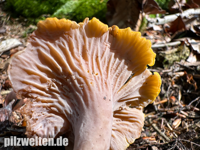 Gelbvioletter Pfifferling, Cantharellus ianthinoxanthus