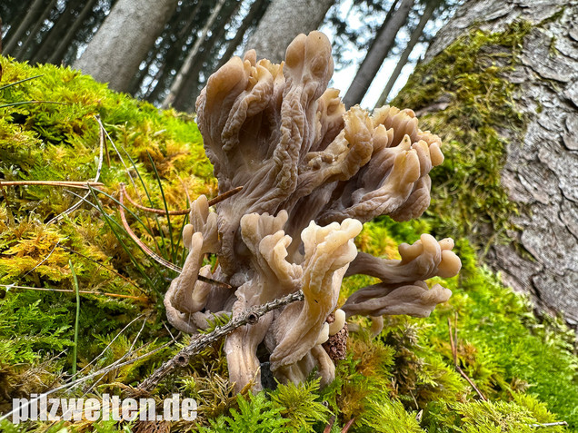 Graue Koralle, Grauer Keulenpilz, Clavulina cinerea