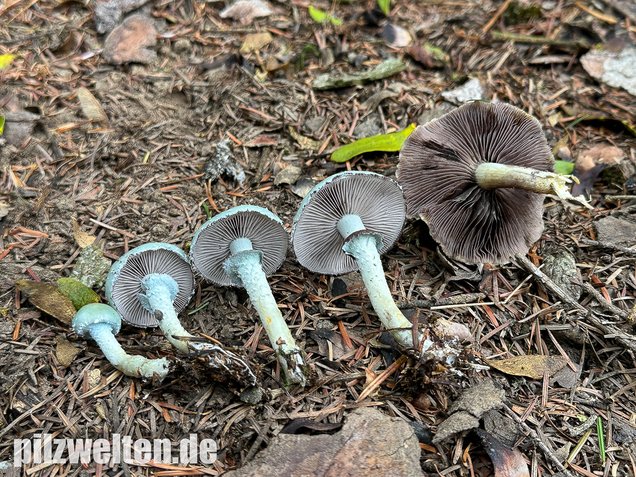 Grünspanträuschling, Stropharia aeruginosa