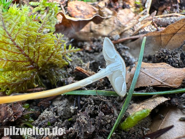 Bitterer Kiefernzapfenrübling, Strobilurus tenacellus