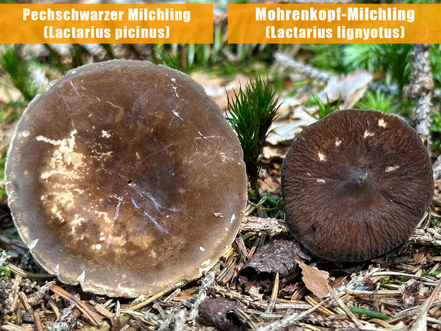 Pechschwarzer Milchling, Lactarius picinus