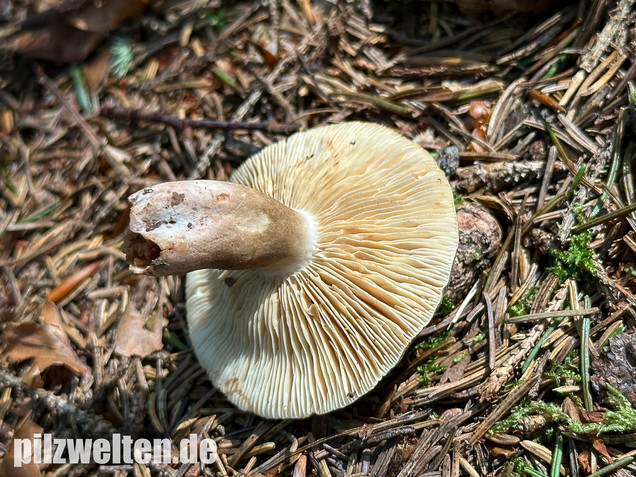 Pechschwarzer Milchling, Lactarius picinus