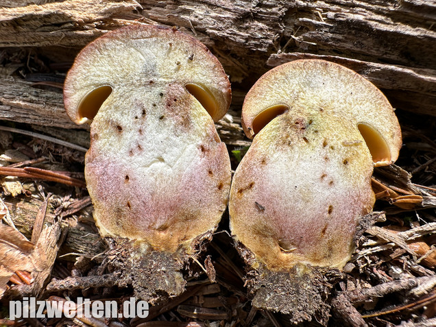 Nadelwald Anhängselröhrling, Gelber Steinpilz, Butyriboletus subappendiculatus