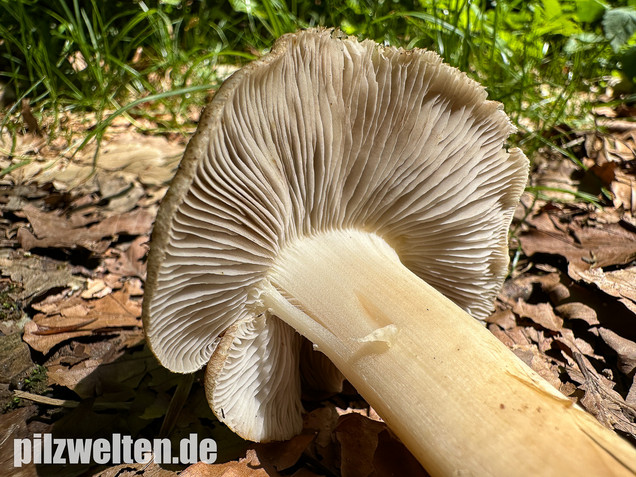 Graubeigeblättriger Risspilz, Sternsporiger Risspilz, Inocybe margaritispora