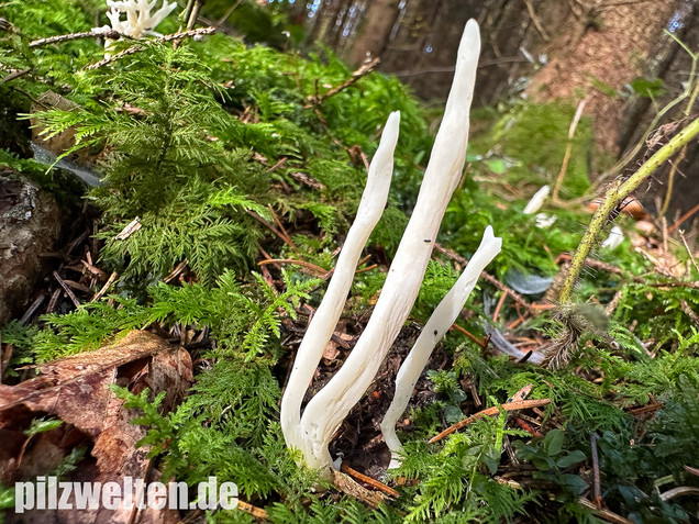 Runzelige Koralle, Runzeliger Keulenpilz, Clavulina rugosa