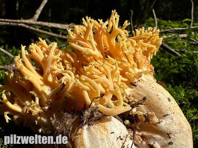 Gebirgskoralle, Largents Korallenpilz, Ramaria largentii