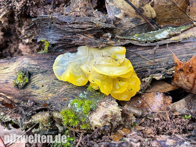 Goldgelber Zitterling, Yellow Brain Fungus, Tremella mesenterica
