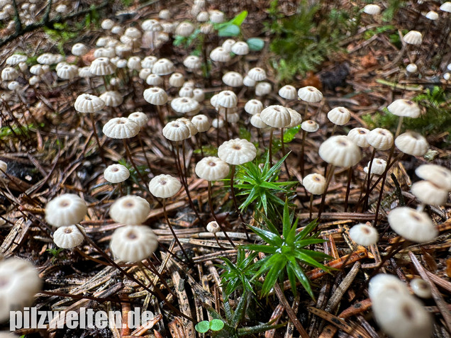 Nadelstreu-Käsepilzchen, Käsepilzchen, Marasmius wettsteinii