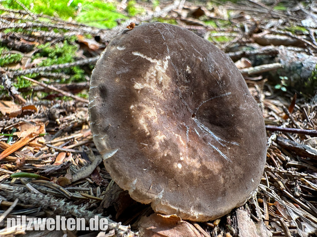 Pechschwarzer Milchling, Lactarius picinus