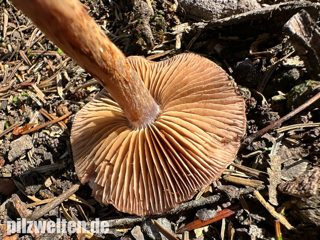 Schuppiger Dickfuß, Cortinarius pholideus