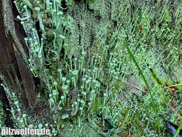 Trompetenflechte, Cladonia fimbriata