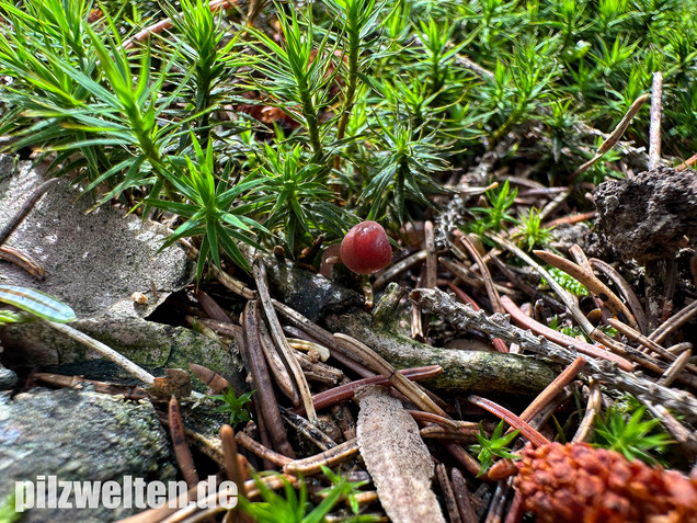 Purpurschneidiger Bluthelmling, Kleiner Bluthelmling, Mycena sanguinolenta