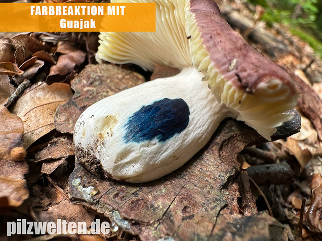 Weißstieliger Ledertäubling, Russula romellii