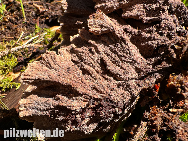 Gemeiner Erdwarzenpilz, Thelephora terrestris