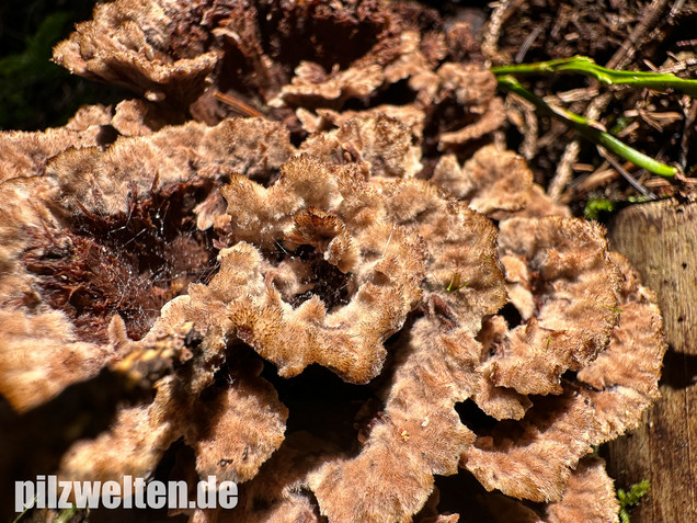 Gemeiner Erdwarzenpilz, Thelephora terrestris