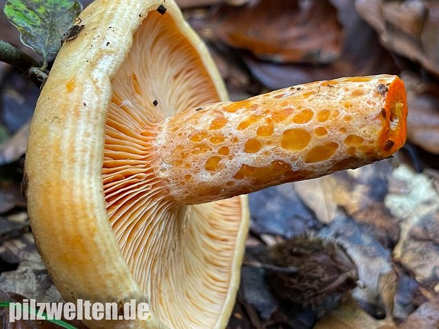 Lachsreizker, Lactarius salmonicolor