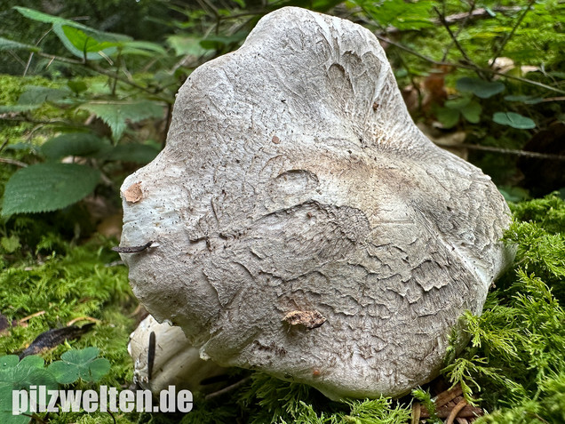 Seidiger Tigerritterling, Tricholoma filamentosum