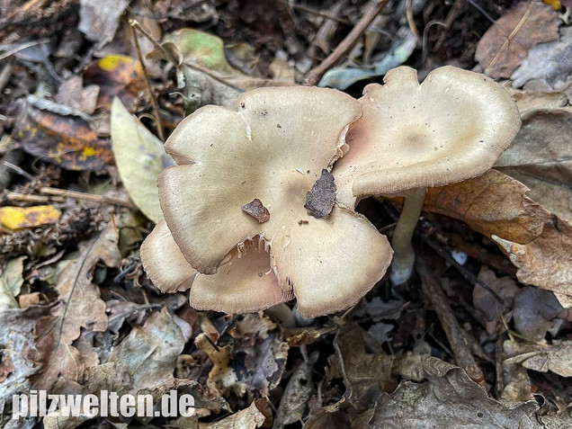 Weidenrötling, Entoloma sericatum