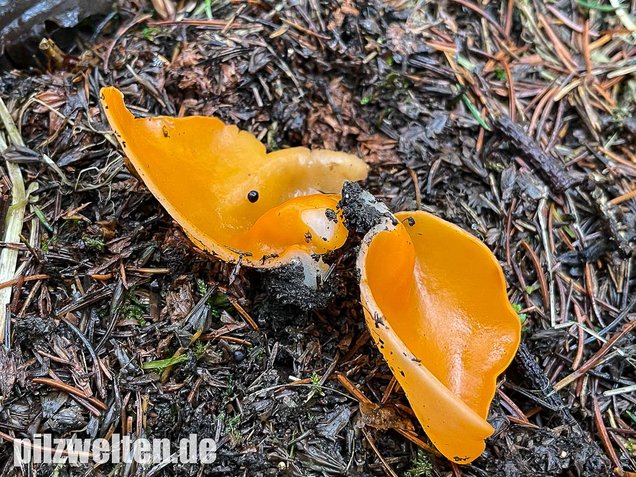 Orangebecherling, Aleuria aurantia