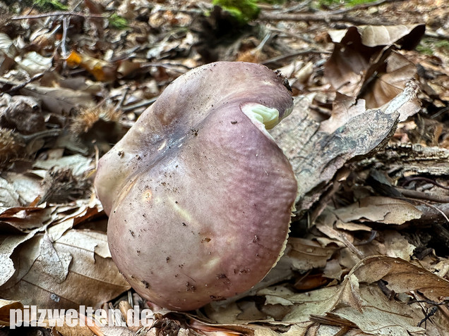 Weißstieliger Ledertäubling, Russula romellii