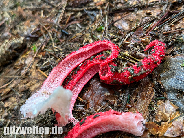 Tintenfischpilz, Clathrus archeri