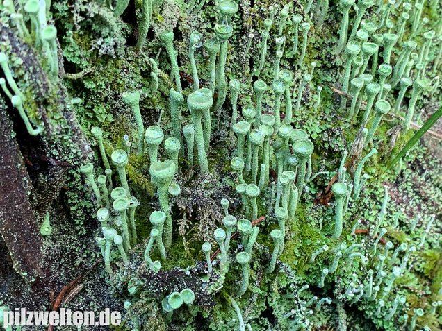 Trompetenflechte, Cladonia fimbriata