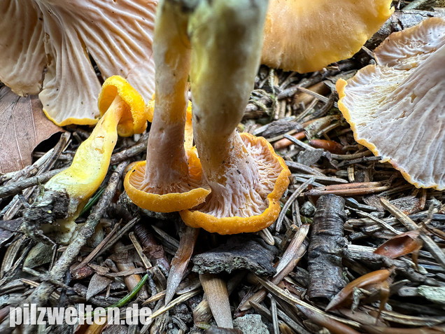 Gelbvioletter Pfifferling, Cantharellus ianthinoxanthus