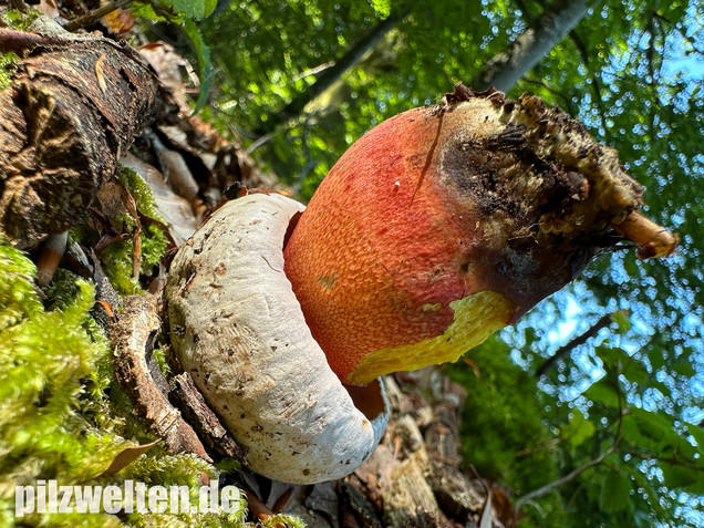 Blasshütiger Purpurröhrling, Rubroboletus rhodoxanthus