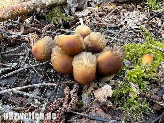 Glimmertintling, Coprinellus micaceus