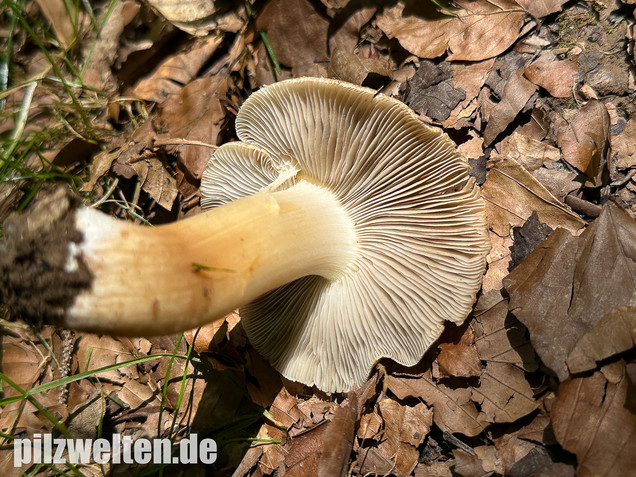 Graubeigeblättriger Risspilz, Sternsporiger Risspilz, Inocybe margaritispora