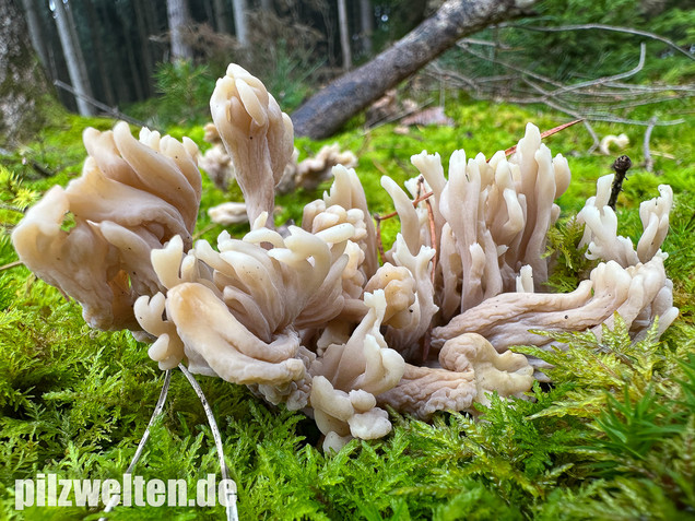 Graue Koralle, Grauer Keulenpilz, Clavulina cinerea